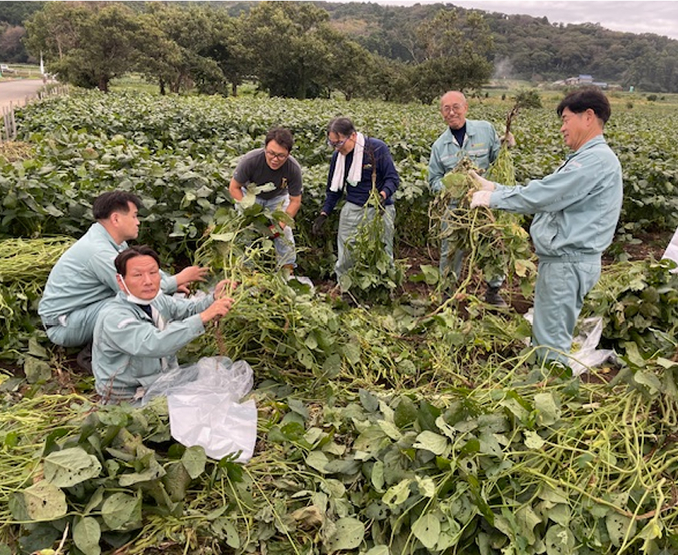 枝豆収穫体験